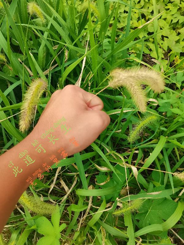 �˵��ɳ���